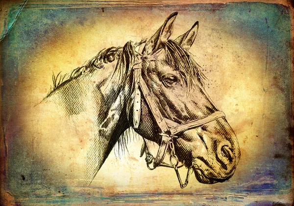 Mano libera cavallo testa arte illustrazione — Foto Stock