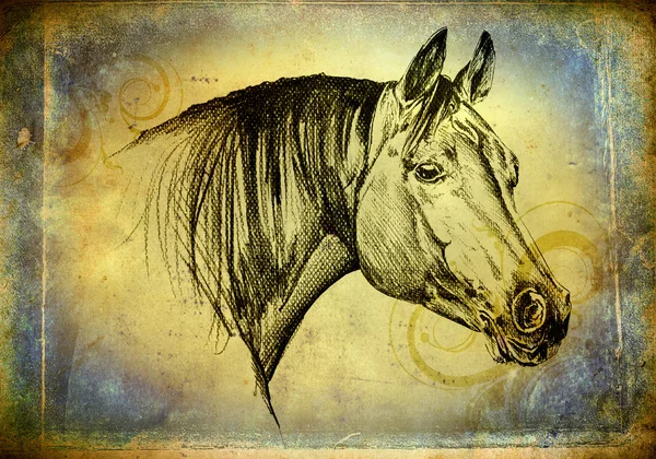 手绘马头部艺术插图 — 图库照片