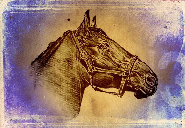 FreeHand paard hoofd kunst illustratie — Stockfoto