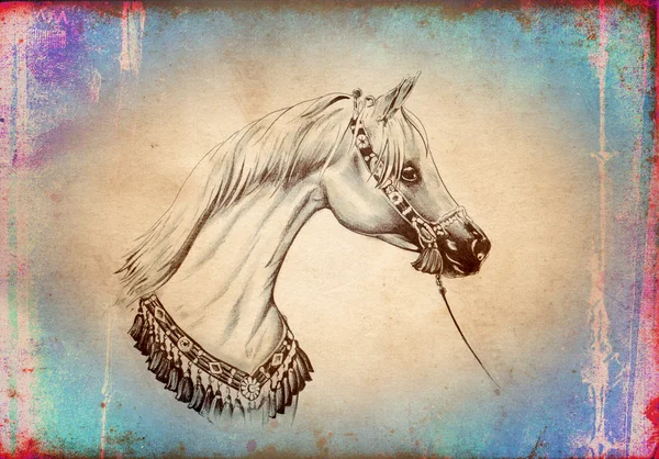 手绘马头部艺术插图 — 图库照片