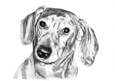 Komik köpek sanat illüstrasyon