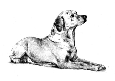 Komik köpek sanat illüstrasyon