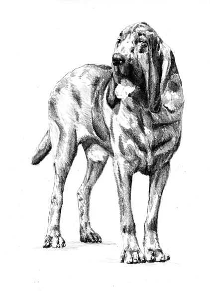 Rolig hund konst illustration — Stockfoto