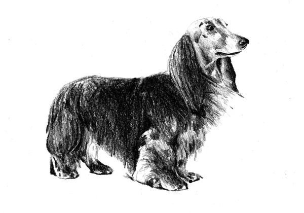Divertido perro ilustración de arte — Foto de Stock