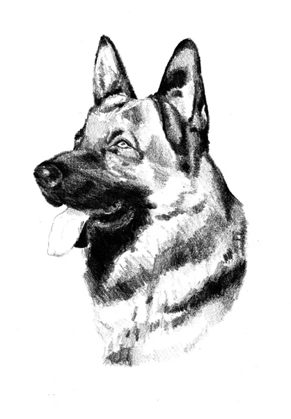 Divertido perro ilustración de arte —  Fotos de Stock