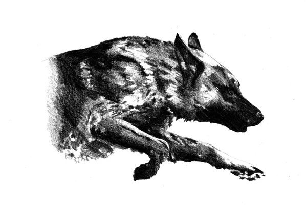 Rolig hund konst illustration — Stockfoto