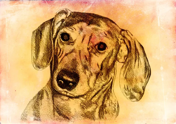 Αστείο σκύλο εικονογράφηση τέχνη εκλεκτής ποιότητας φόντο — Φωτογραφία Αρχείου