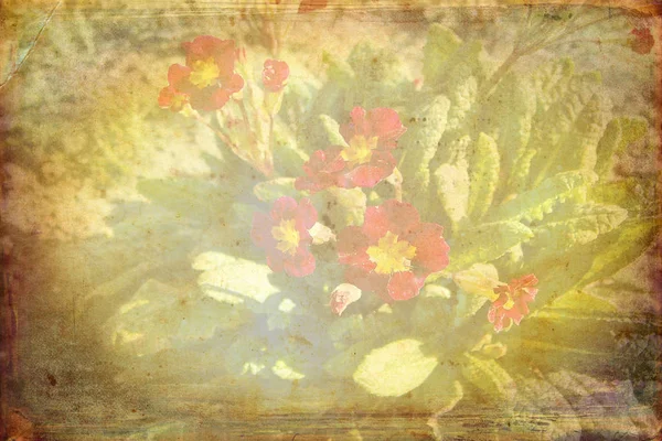 Vintage sfondo con arte illustrazione fiore — Foto Stock