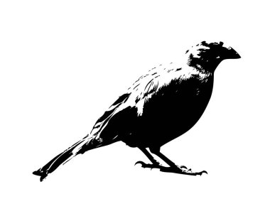 Kuş sanat illüstrasyon