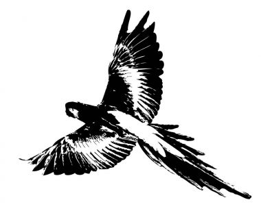 Kuş sanat illüstrasyon