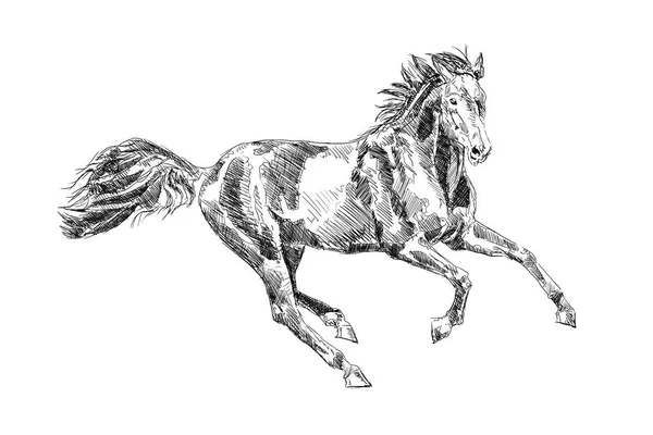 Tête de cheval à main levée dessin au crayon — Photo