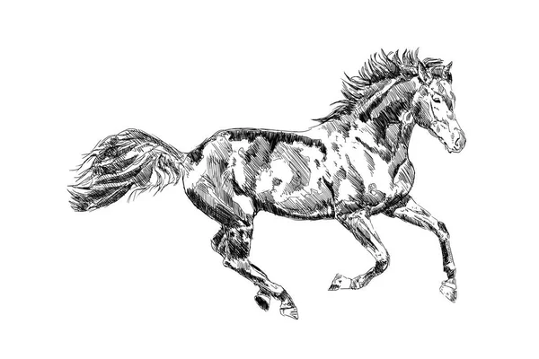 Freehand horse head pencil drawing — Stock Photo, Image