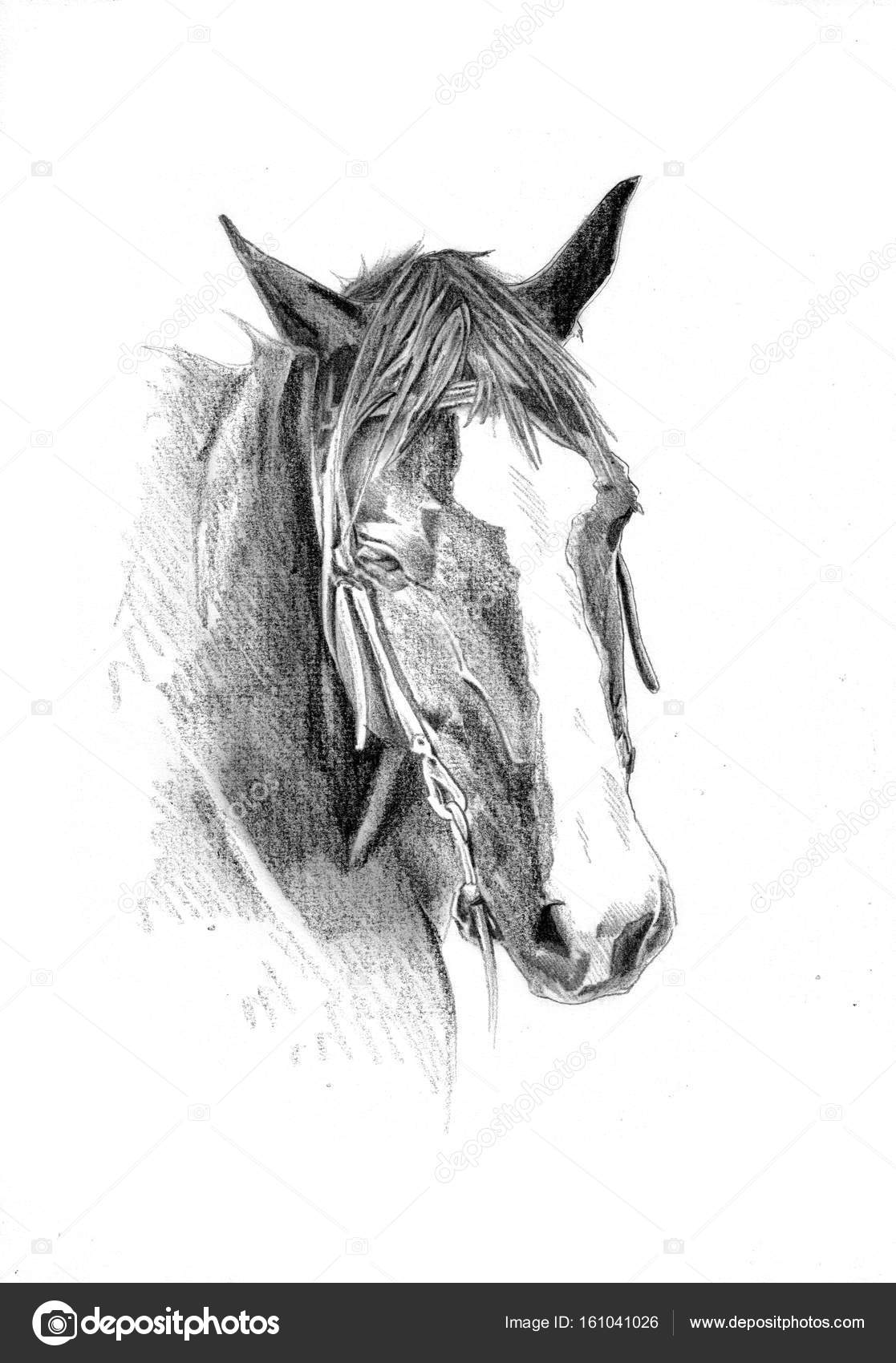 手绘素描 动物 马 黑白画 - 堆糖，美图壁纸兴趣社区