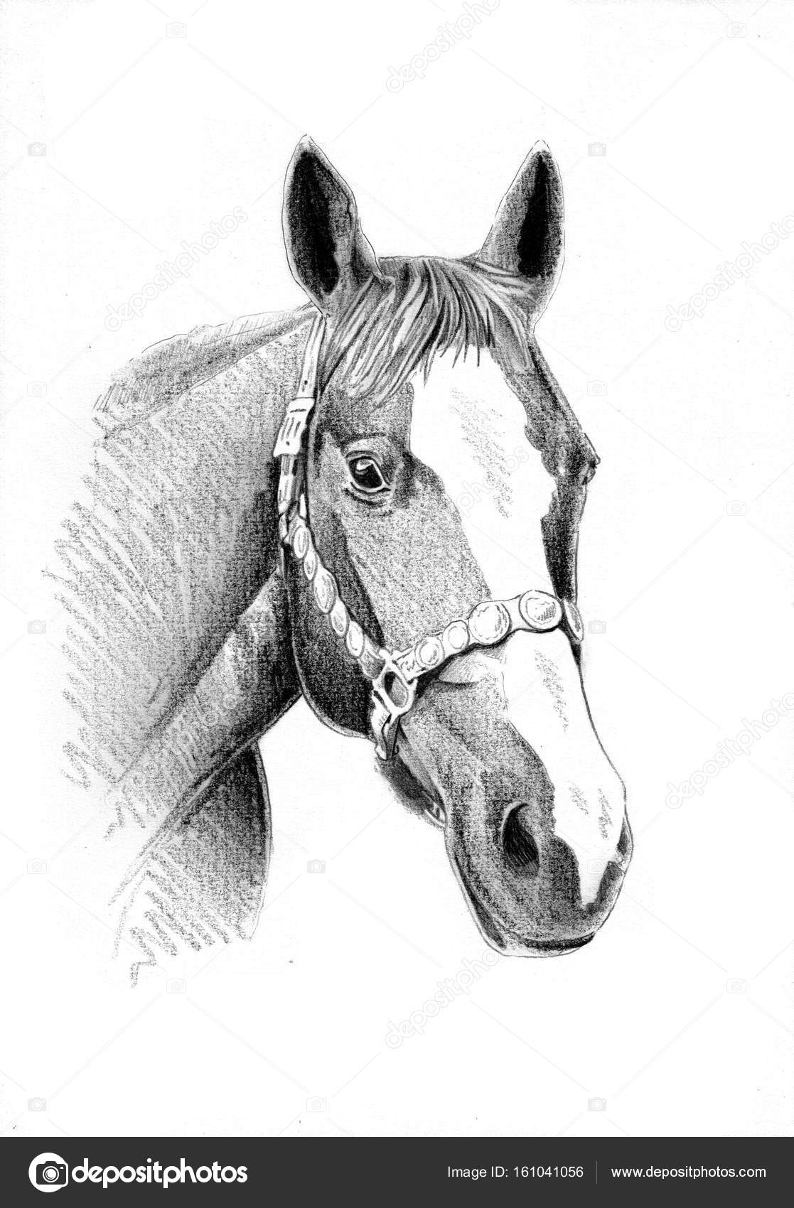 Freehand Horse Head Pencil Drawing Stock Photo