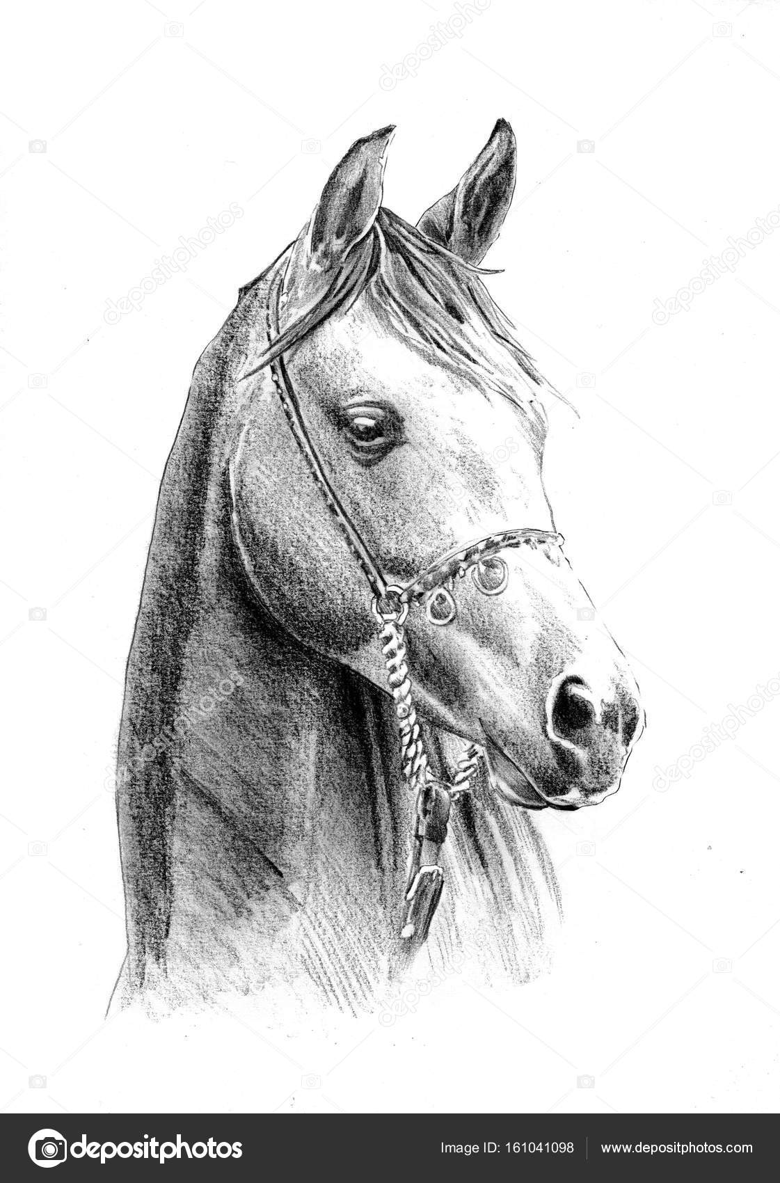 Desenho Realista Do Vetor Desenhado à Mão Com O Logotipo Da Cabeça De Cavalo  Ilustração Stock - Ilustração de cartoon, livre: 273209249