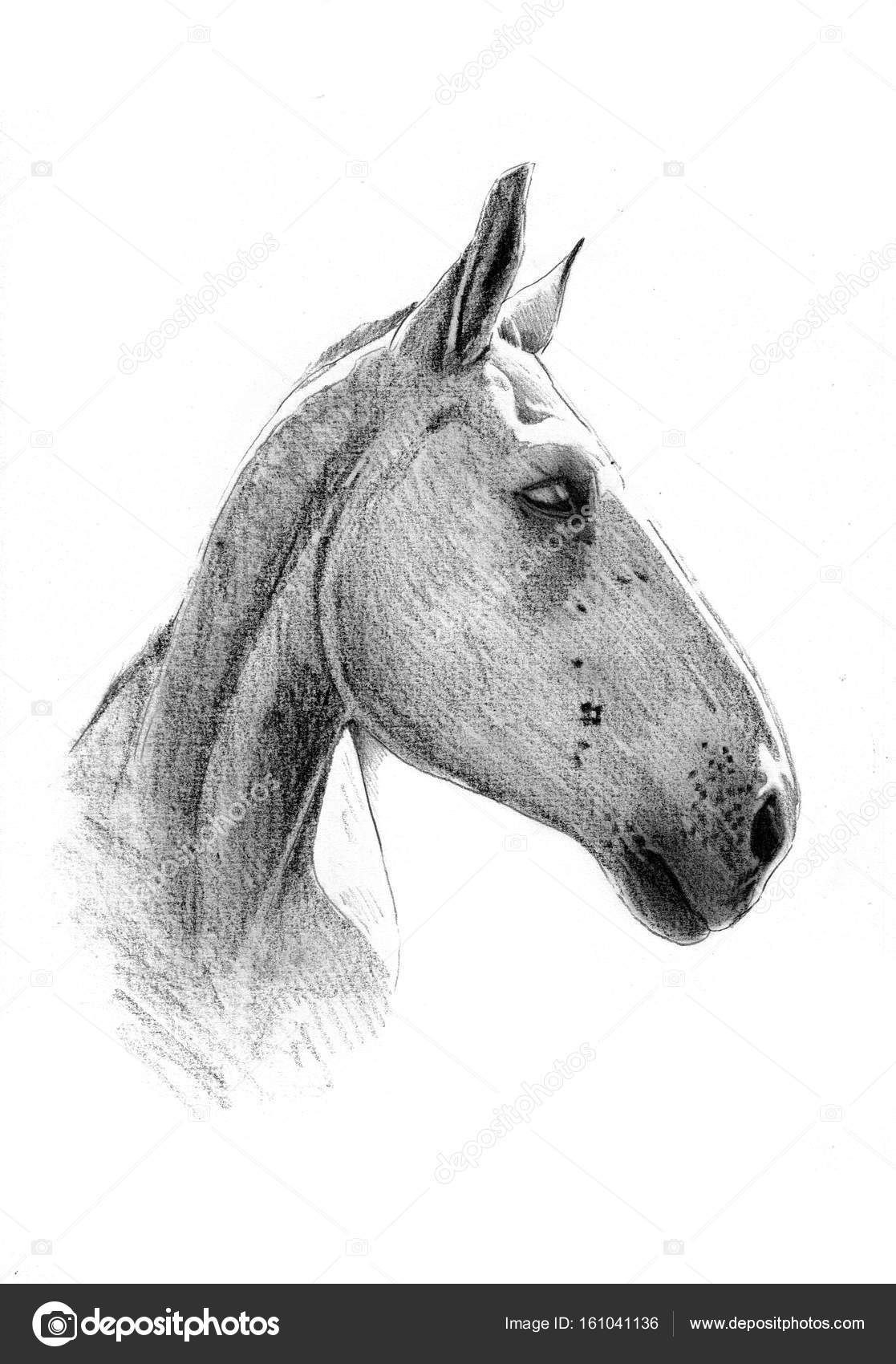 Freehand Horse Head Pencil Drawing Stock Photo