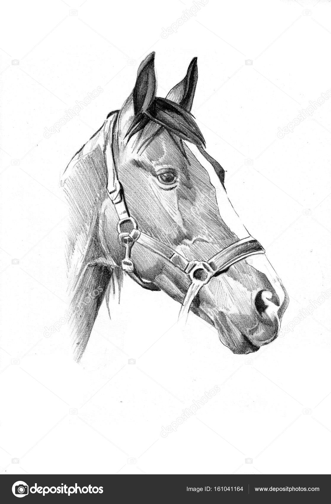Artist 10X8 pencil drawing Horse Racing DANCING BRAVE on eBid Ireland |  26800060