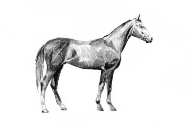 serbest el at baş karakalem