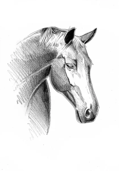 Dibujo a mano alzada cabeza de caballo lápiz — Foto de Stock