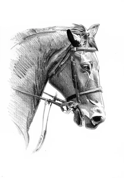 Freehand horse head pencil drawing — Stock Photo, Image