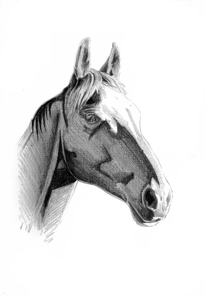 Freihand Pferdekopf Bleistiftzeichnung — Stockfoto