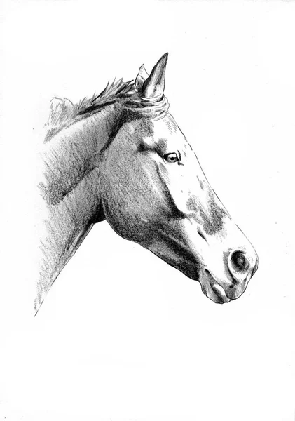Tête de cheval à main levée dessin au crayon — Photo