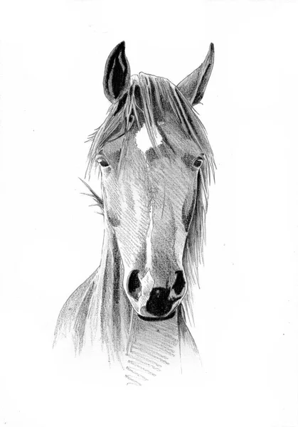 Tête de cheval à main levée dessin au crayon — Photo