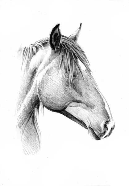 Tête de cheval à main levée dessin au crayon — Photo