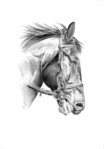 Tête de cheval à main levée dessin au crayon — Photo