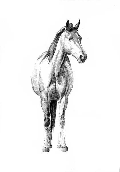 Tête de cheval à main levée dessin au crayon — Photo