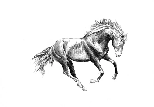 Tête de cheval à main levée dessin au crayon — Photo