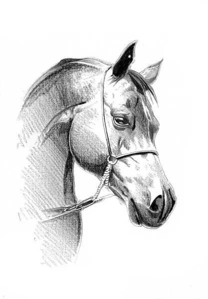 Featured image of post Cabeza Bonitos Dibujos De Caballos A Lapiz