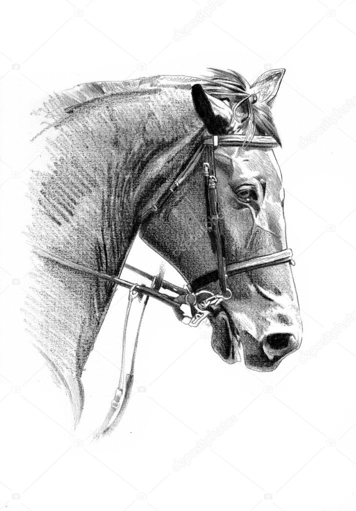 freehand horse head pencil drawing