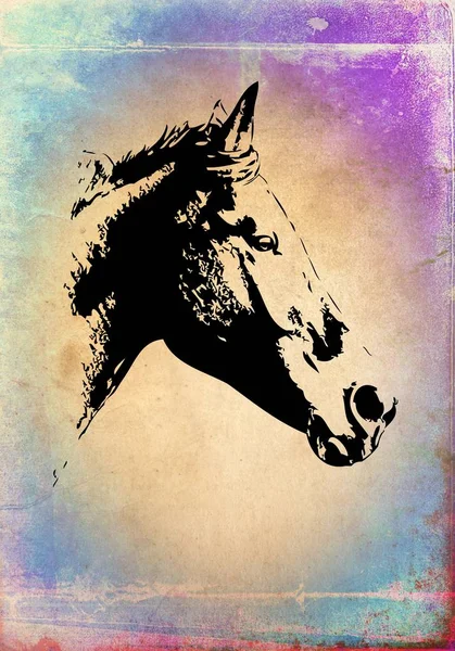 Dibujo a mano alzada cabeza de caballo lápiz —  Fotos de Stock