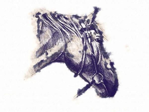 Freehand horse head pencil drawing — Stock Photo, Image