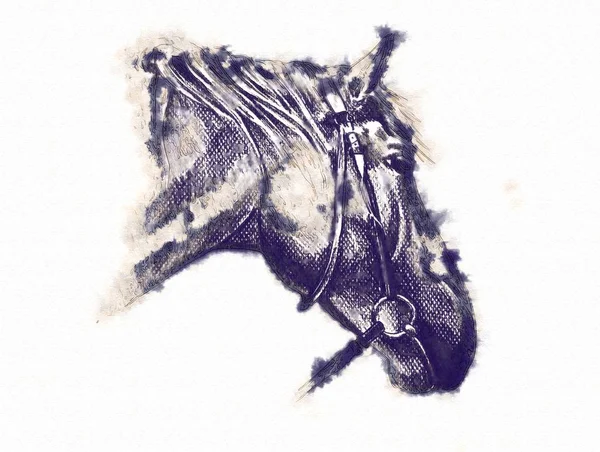 Tête de cheval à main levée dessin au crayon — Photo