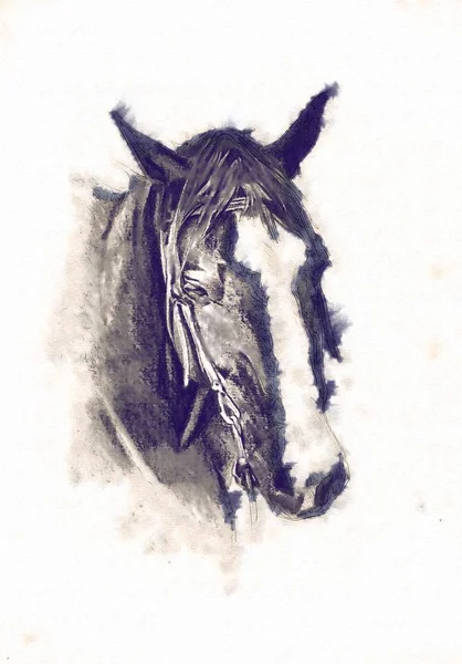 Dibujo a mano alzada cabeza de caballo lápiz — Foto de Stock