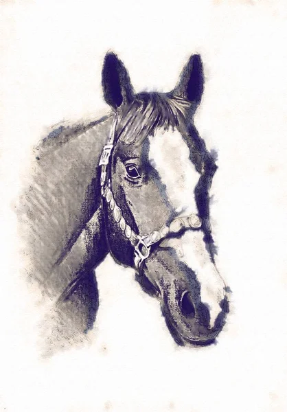 Szabadkézi ló feje ceruza rajz — Stock Fotó