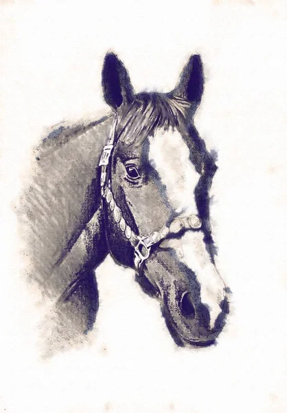 Freehand horse head pencil drawing — Stock Photo, Image