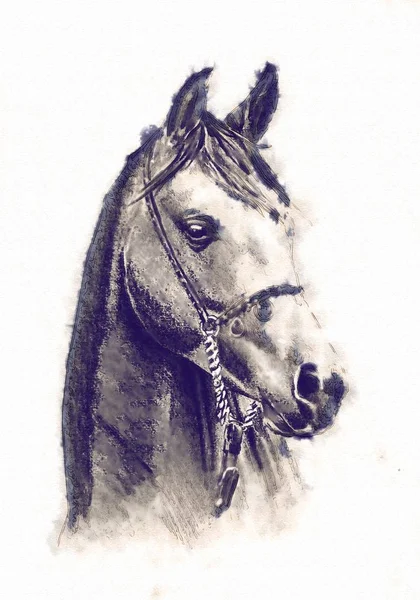 Dibujo a mano alzada cabeza de caballo lápiz —  Fotos de Stock