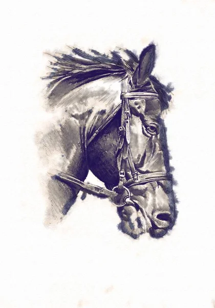 Freehand horse head pencil drawing — Stock Photo, Image