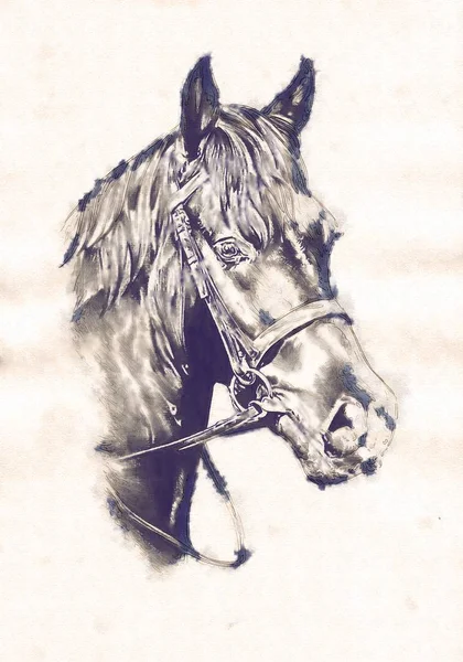 Dibujo a mano alzada cabeza de caballo lápiz — Foto de Stock