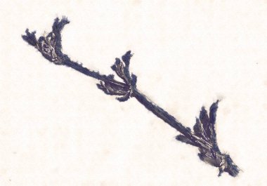 Bitki kompozisyon sanat illüstrasyon