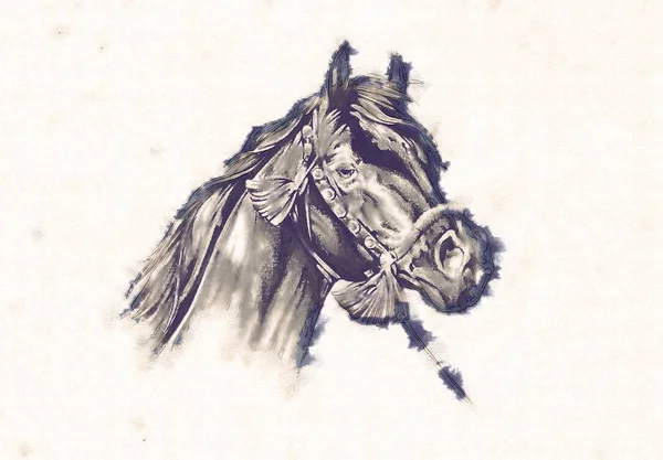フリーハンド馬ヘッド鉛筆画 — ストック写真