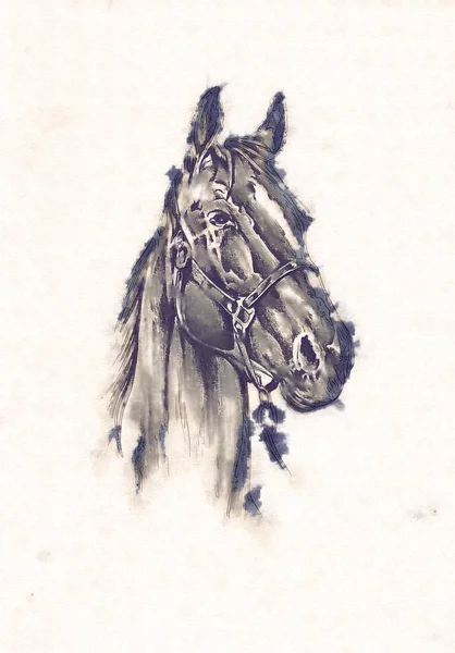 Tête de cheval à main levée dessin au crayon — Photo