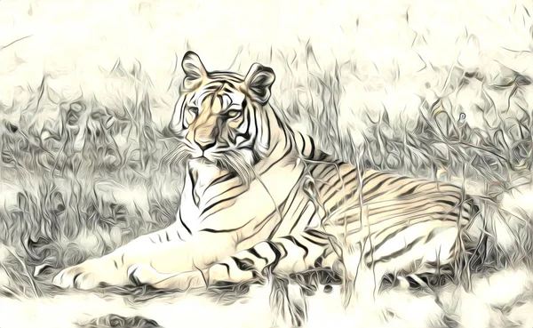 Tiger art illustration color — Stock Photo, Image