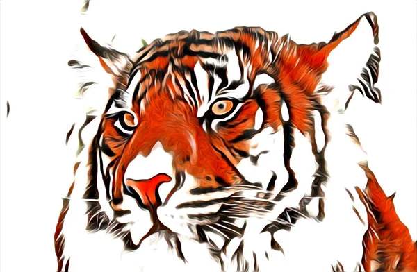 Tiger Kunst Illustration Farbe — Stockfoto