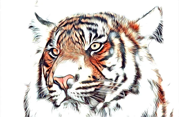 Warna ilustrasi seni harimau — Stok Foto