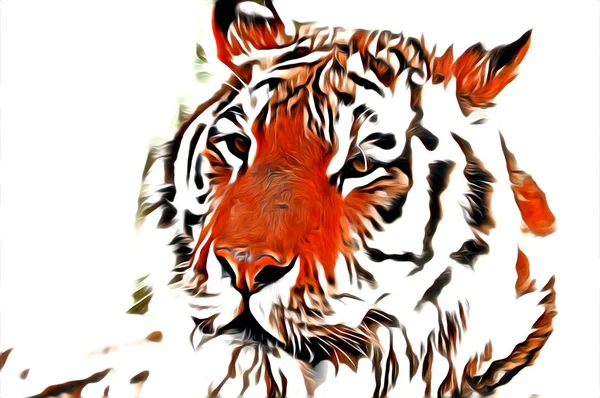 tiger art illustration color