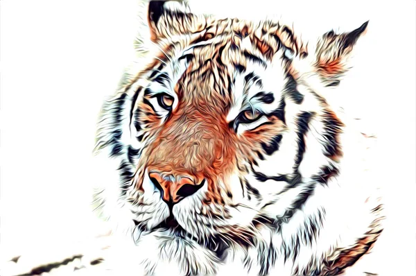 Tiger arte ilustración color — Foto de Stock
